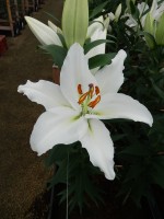 [5298 Severn No01.JPG]